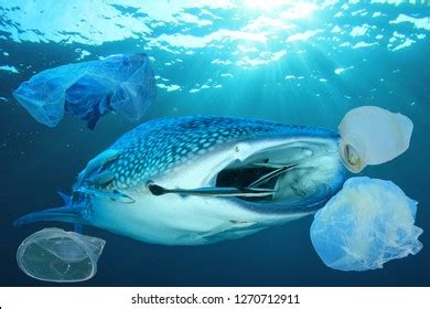 5,445 Fish Swimming In Plastic Images, Stock Photos & Vectors | Shutterstock