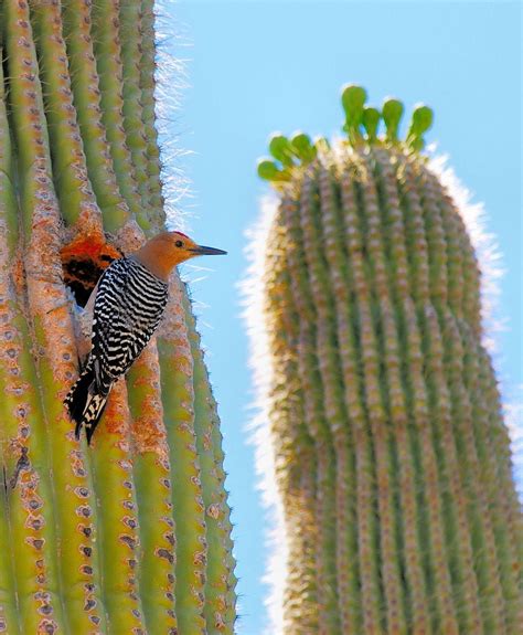 Pin on Birding