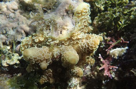 The Reef reborn? JCU brings coral larvae restoration to Cairns