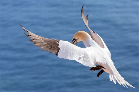 4 Extreme Adaptations that Make Seabirds the Masters of Sea and Sky ...