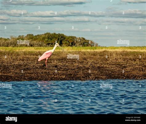 Roseate spoonbill, pink bird, beak open, riverbank, nature; wildlife ...