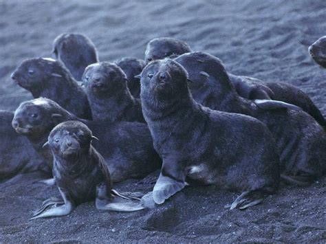 Giving birth on a live volcano helps boost numbers of struggling seal species | Express & Star