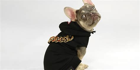 Snoop Dogg Launches Petwear Snoop Doggie Doggs | Hypebae