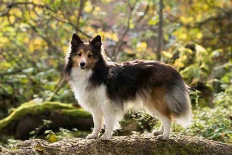 How Big Do Shetland Sheepdogs Get? [Sheltie] - Embora Pets