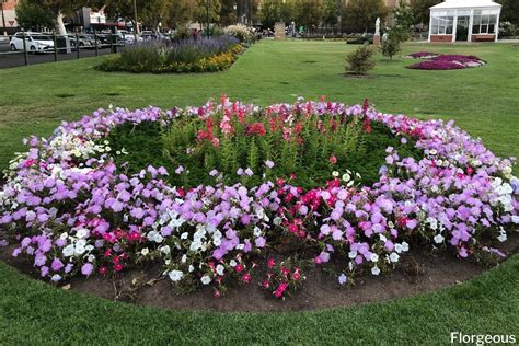 Plants That Flower All Year Round South Australia