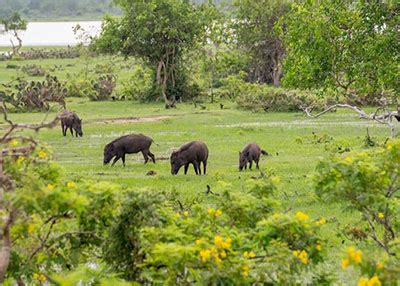 Wasgamuwa National Park | Sri Lankan Safari