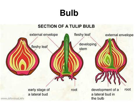 Bulb Nature Definition at Annie Pena blog