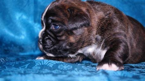 AKC Full European Boxer Puppies for Sale in Susquehanna, Pennsylvania Classified ...