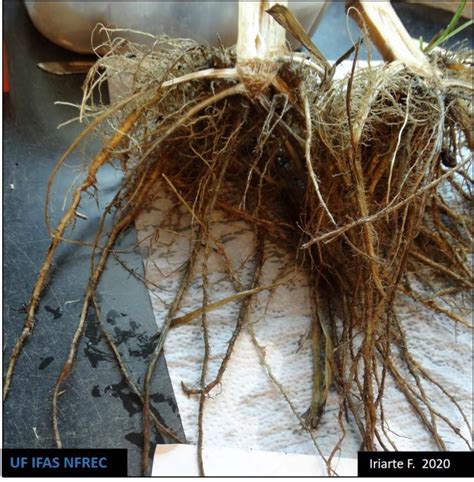 North Florida Corn-Fusarium Crown, Root Rot Causing Major Damage - ProAg