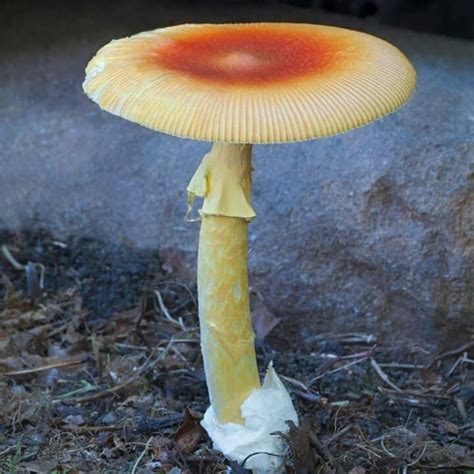 Amanita Caesarea: The Edible Caesar's Mushroom - Mushroom Appreciation