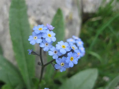 Myosotis (Forget Me Not; Scorpion Grass) – A to Z Flowers