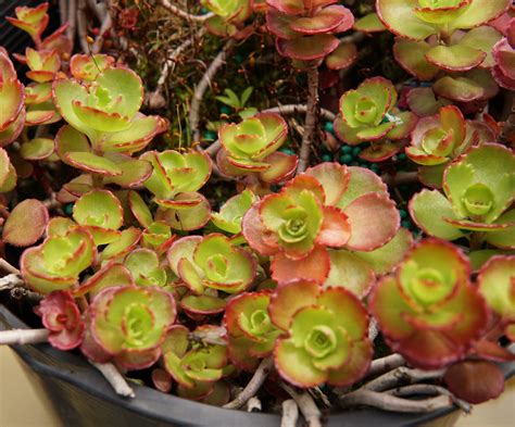 Dragon's Blood Sedum (Stonecrop) • Kiwi Nurseries Ltd