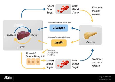 Blood sugar regulation illustration. Labeled process cycle scheme. Educational liver and ...