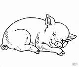 Pig Coloring Pages  ColoringBay sketch template