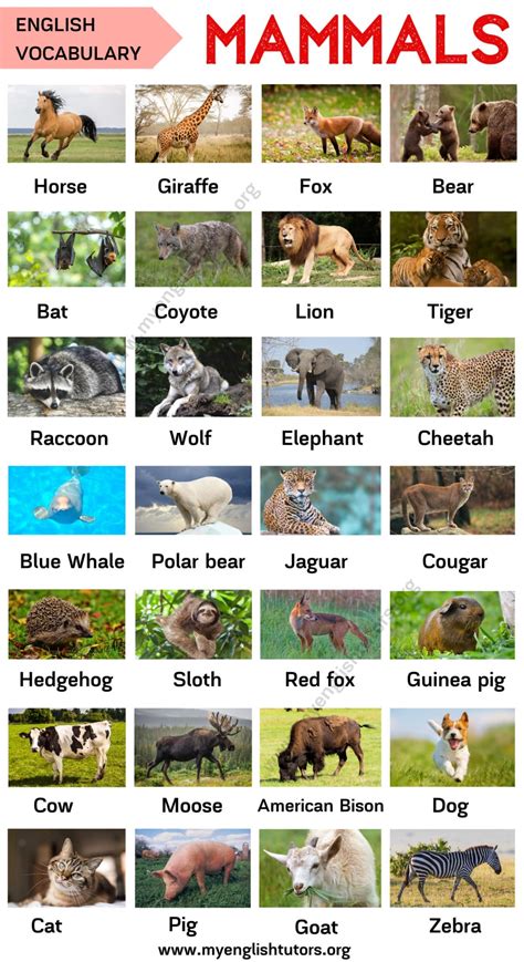 List of Animals: An Ultimate List of Animal Names in English – My English Tutors