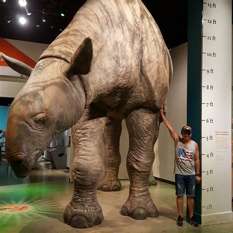 giant prehistoric rhino : r/HumanForScale