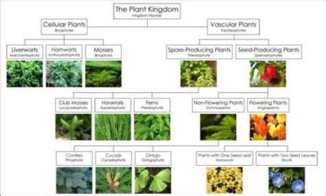 17 Best images about Plants Science | Montessori, We and The o'jays