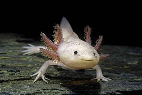7 Endangered Animals Cute Enough for Celebrities to Save