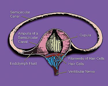 Hair cell - wikidoc