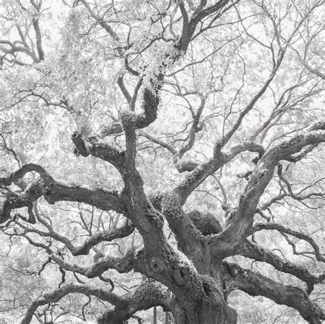 Tree Photography Angel Oak Tree Charleston Photo Art Johns - Etsy