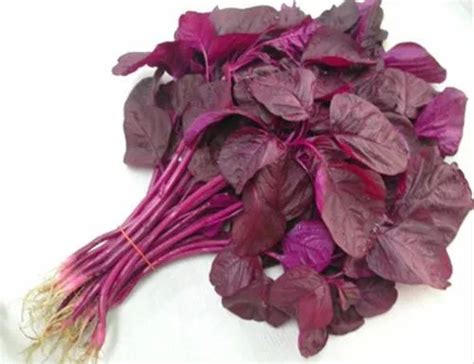 Red Spinach at Rs 32/unit | Salt Lake City | Kolkata | ID: 21396185962