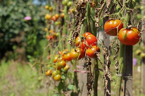 Identifying Tomato Plants