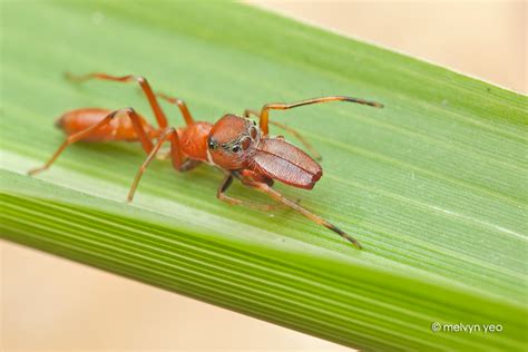 Ant-Mimicking Jumping Spider by melvynyeo on DeviantArt