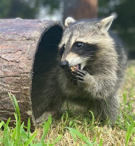 How Do I Make a Hollow Log Safe for Animals? – BushyBox!