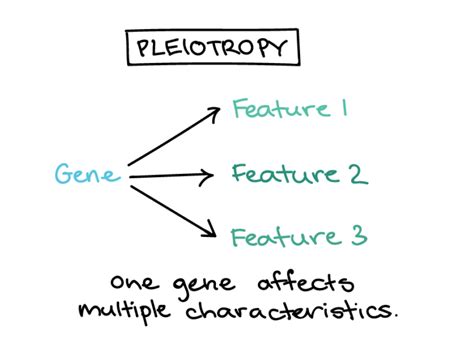 Pleiotropy and Human Disorders | Biology for Majors I