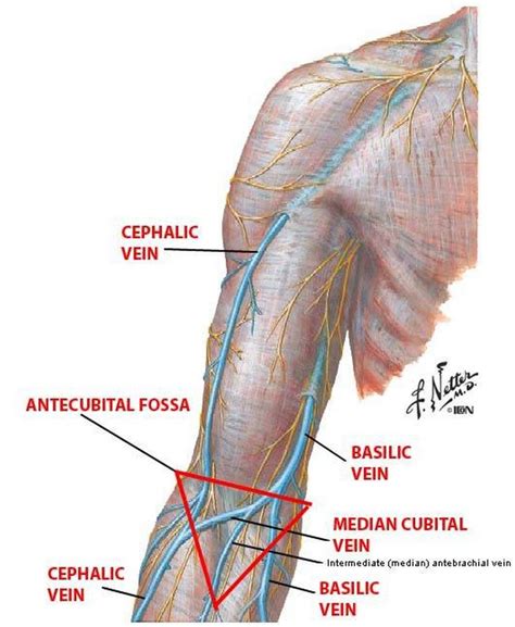 Pictures Of Basilic Vein