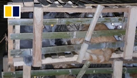 Animal lover fights against illegal cat meat trade after losing beloved ...