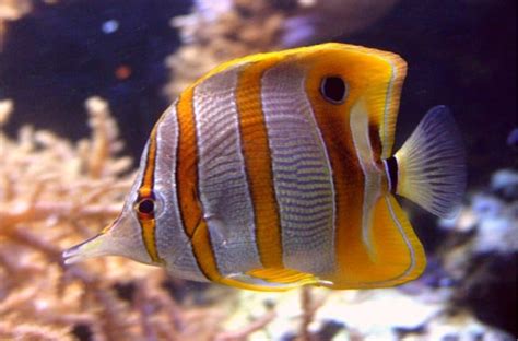 Butterfly Fish Facts | Chaetodontidae | AZ Animals