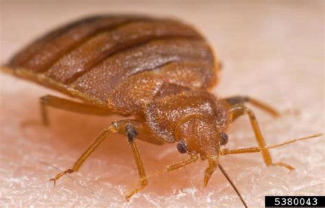 NYC Bed Bug Removal Tips | NYC Bed bug Inspecetion Dogs | Blog