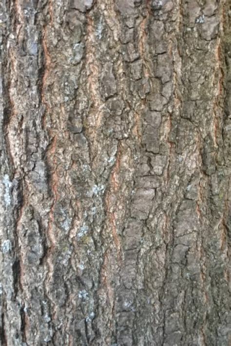 Omeka@CTL | Pin Oak Bark