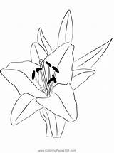 Oriental Lily Flower Coloring Page For Kids  Free Lilies Printable sketch template