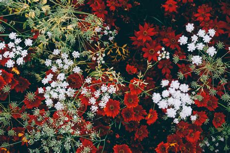 Red flowers Wallpaper 4K, White flowers, Blossom, Floral