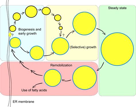 The lipid droplet life cycle. Lipid droplet biogenesis and early growth... | Download Scientific ...