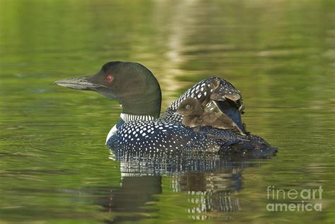 Loon Chick on Parents Back Photograph by Jim Block - Fine Art America