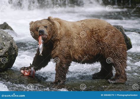 USA Alaska Katmai National Park Brown Bears Eating Salmon River Side View Stock Image - Image of ...