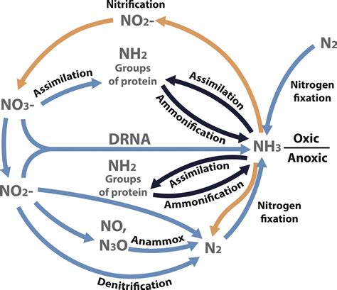 Understanding the Nitrogen Cycle | Beginners Education | AlgaeBarn