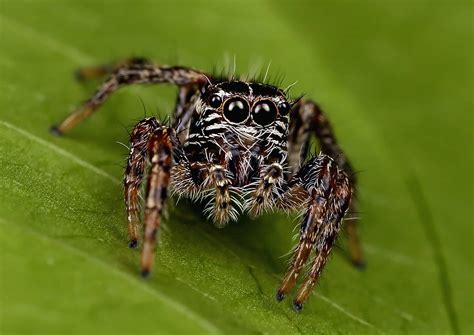 30 Jumping Spider Facts That Are Too Cute To Miss | Facts.net
