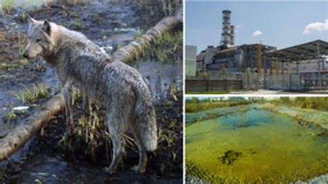 Mutant Chernobyl wolves develop anti-cancer abilities, may pave way for cure: Study