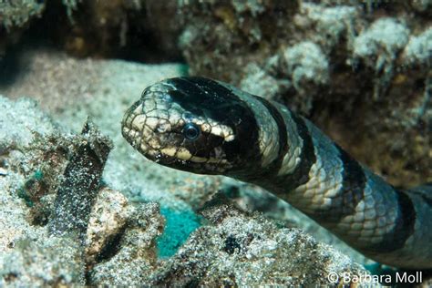 8 Things You Never Knew About Banded Sea Kraits - Murex Dive ...