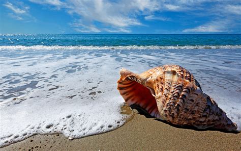 Shell on sand wallpaper | nature and landscape | Wallpaper Better