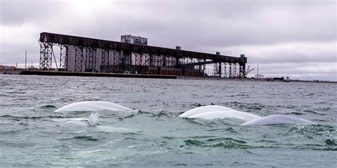 Kayaking With Beluga Whales In Churchill, Manitoba - Adventure Family ...