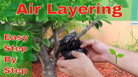 Air Layering | Easy Step by Step - YouTube