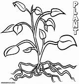 Plant Coloring  Home sketch template