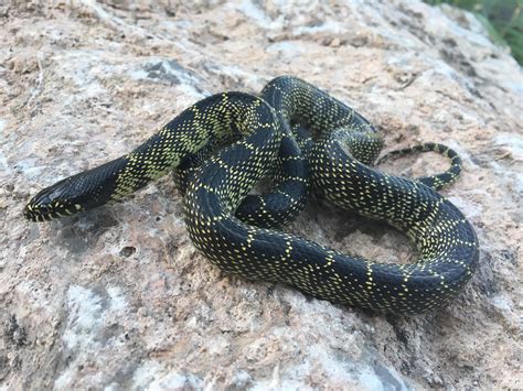 A desert kingsnake from SE Arizona. : herpetology