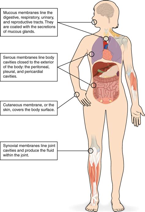 Body Cavities, Serous Membranes, and Tissue Membranes – Medical Terminology: An Interactive Approach