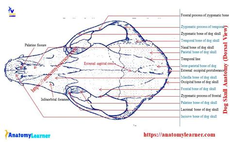 Dog Skull Anatomy - Peculiar Features of Canine skull Bones » AnatomyLearner >> The Place to ...